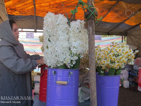 Daffodil extravaganza unfolds in Iran’s Juibar, Mazandaran Province