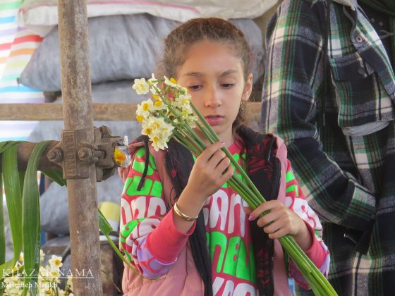 Daffodil extravaganza unfolds in Iran’s Juibar, Mazandaran Province