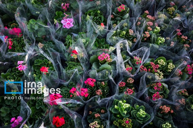 Blooms and cheer: Flower market thrives in Tehran in final days of Persian year